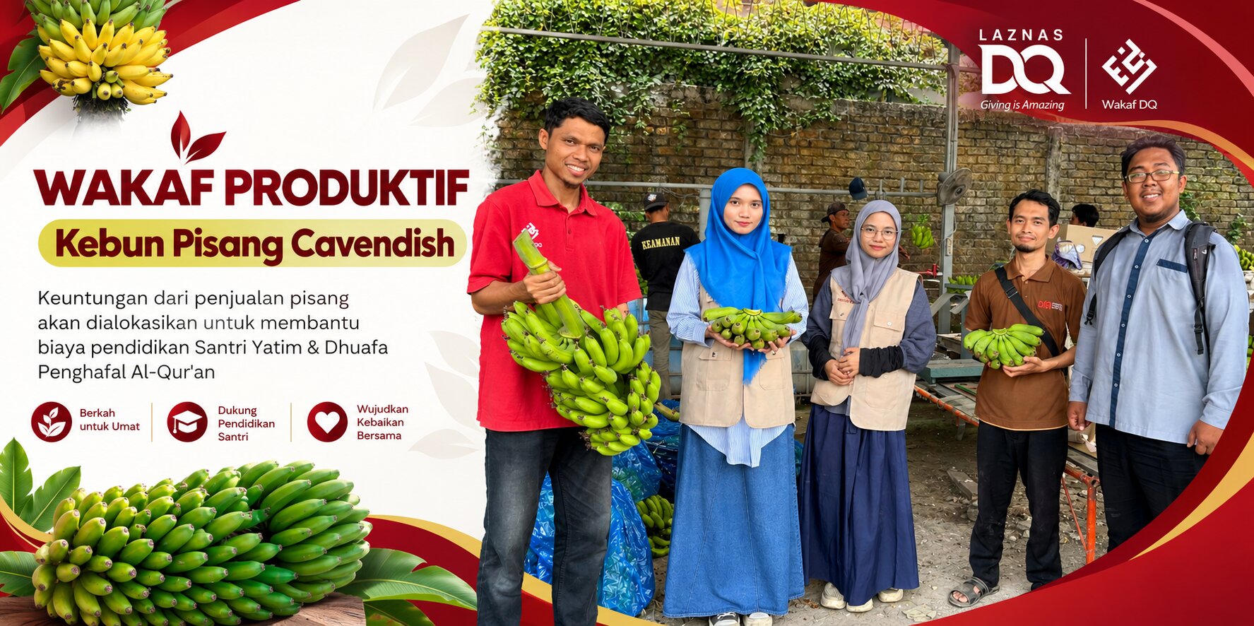Wakaf Dompet Al-Qur’an Indonesia Bersama Baziskaf DAFI Kembangkan Wakaf Produktif Pisang Cavendish di Gresik